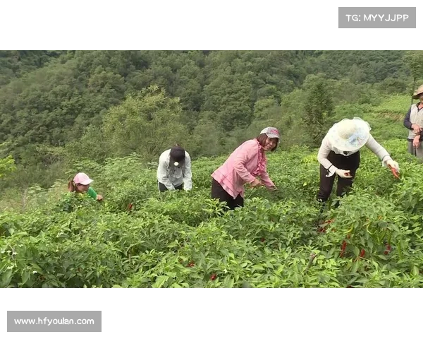 高地红石榴种植技巧与管理方法助力丰收美果的全面解析 高地红石榴种植技巧与管理方法助力丰收美果的全面解析